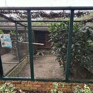 Red-billed Hornbill + Red-necked Spurfowl Aviary