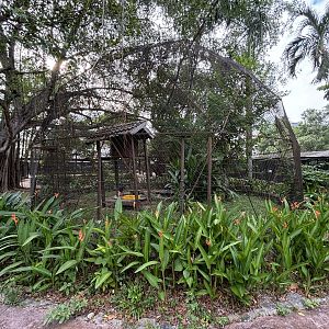 Maroon-breasted Crowned Pigeon Aviary