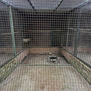 White-crested Kalij Aviary