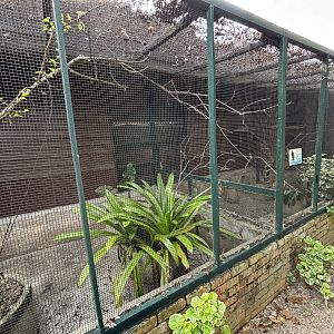 Common Marmoset Exhibit