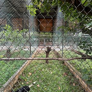 Rhinoceros Hornbill Aviary