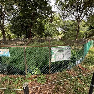 Saltwater Crocodile Exhibit