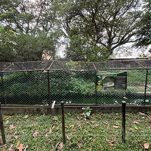 Saltwater Crocodile Exhibit