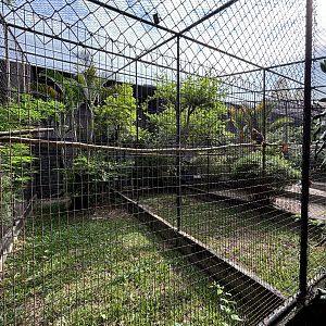 Buffy Fish Owl Aviary