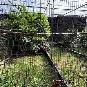Malay Eagle Owl Aviary