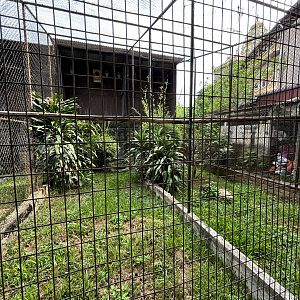 Spotted Wood Owl Aviary