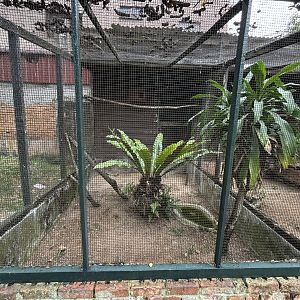Collared Scops Owl + Reddish Scops Owl Aviary