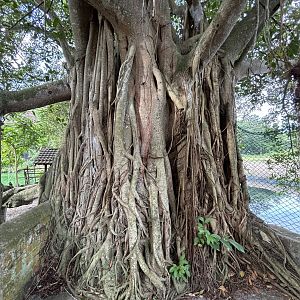 Beautiful Jungle Tree