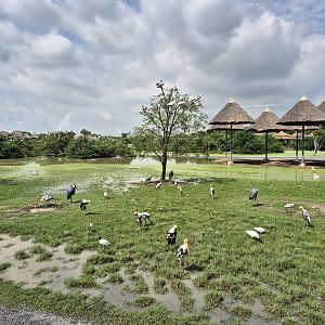 Safari Drive / Marabou Stork, Pelicans and Painted Storks