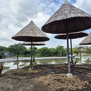 Safari Drive - Dromedary