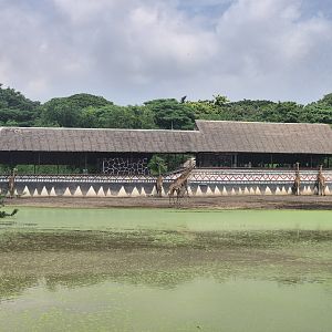 Giraffe Feeding Terrace