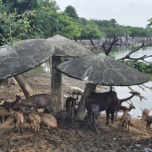 Safari Drive - Hog Deer,  Watussi,  Blackbuck, Javan Rusa