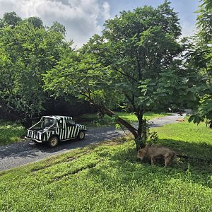 Safari Drive - Lion Exhibit