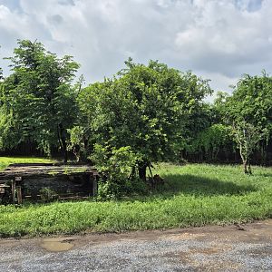 Safari Drive  - Tiger Exhibit