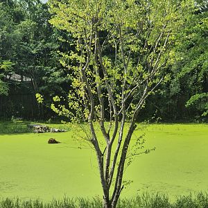 Safari Drive  - Swimming Tiger