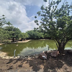 Safari Drive  - Hippo Exhibit