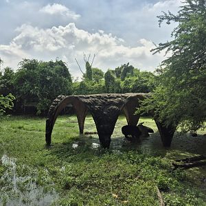 Safari Drive  - Hymalayan Black Bears exhibit