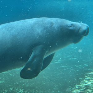 African Manatee