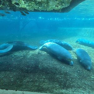 6 African Manatees