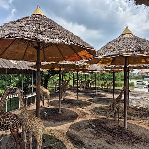 Giraffe Feeding Terrace
