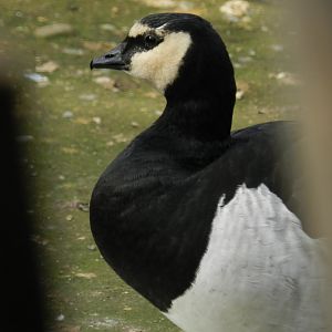 Barnacle goose - Buin zoo