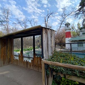 South american sea lion exhibit - Buin zoo