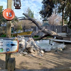 Seagull exhibit - Buin zoo
