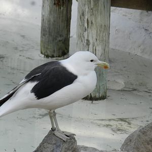 Seagull - Buin zoo