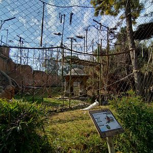 Bornean orangutan/lar gibbon exhibit - Buin zoo