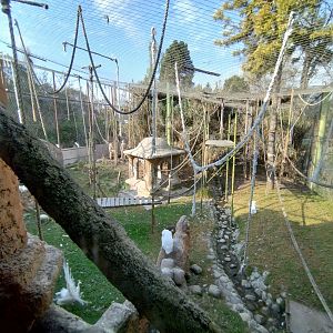 Bornean orangutan/lar gibbon exhibit - Buin zoo