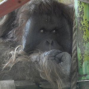 "Sandai", the bornean orangutan - Buin zoo