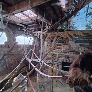 "Sandai", the bornean orangutan - Buin zoo