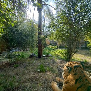 Tiger exhibit - Buin zoo