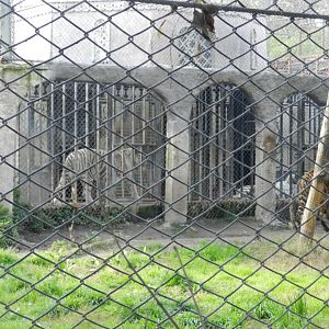 Tigers - Buin zoo