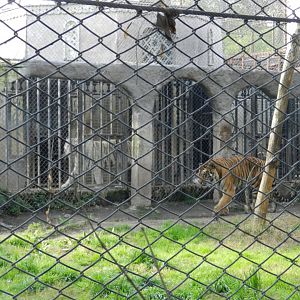 Tigers - Buin zoo