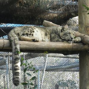 Snow leopard - Buin zoo