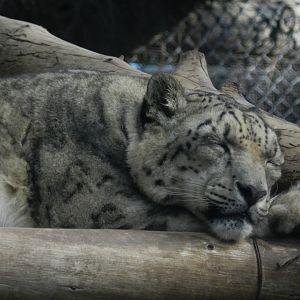 Snow leopard - Buin zoo