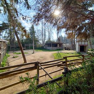 Bactrian camel exhibit - Buin zoo