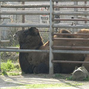 Bactrian camel - Buin zoo