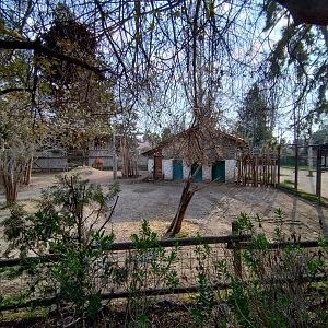 Bongo exhibit - Buin zoo