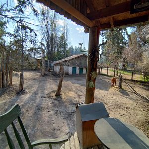 Bongo exhibit - Buin zoo