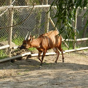 Bongo - Buin zoo
