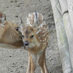 Chital - Buin zoo