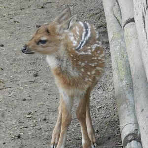 Chital - Buin zoo
