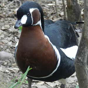 Red-breasted goose - Buin zoo