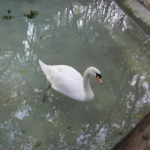 Mute swan - Buin zoo