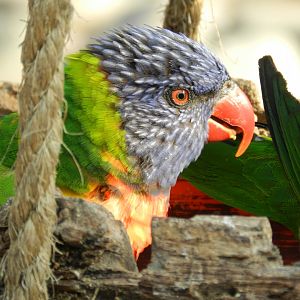 Lorikeet - Buin zoo