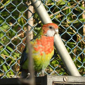 Rosella - Buin zoo