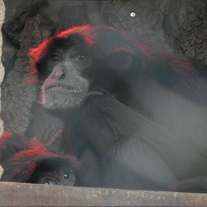 Siamang - Buin zoo