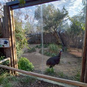Cassowary exhibit - Buin zoo